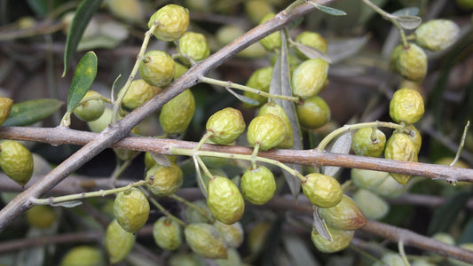 Les clés pour apprécier son huile d'olive