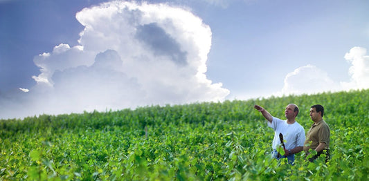 Métiers du vin : Le vigneron et le négociant