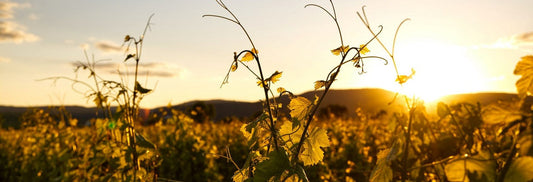Canicule 2022 : quelles conséquences sur le millésime ?
