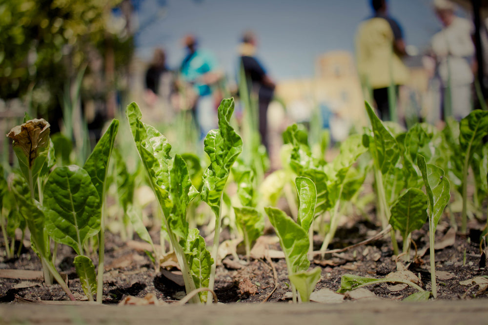 Les clés pour créer son potager