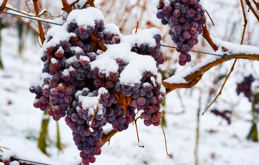 Le vin de glace, c'est quoi ?