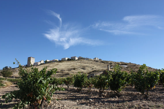 Bodega Bardos