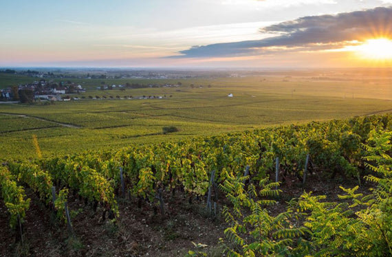 Barões do Champagne de Rothschild