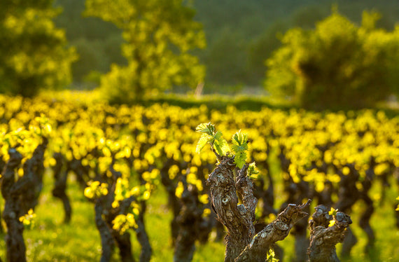 Domaine Campo das Muralhas