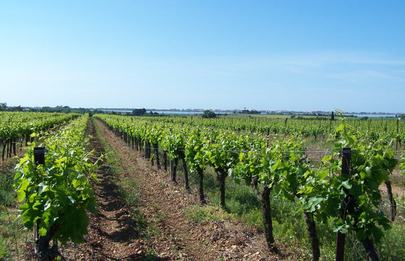 Quinta da Causse