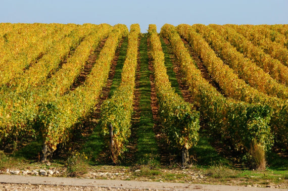 Domaine des Hauts Baigneux