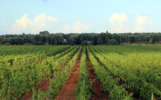 Domaine Feudi di San Marzano