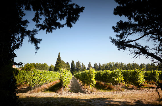 Domaine Fontaine du Clos