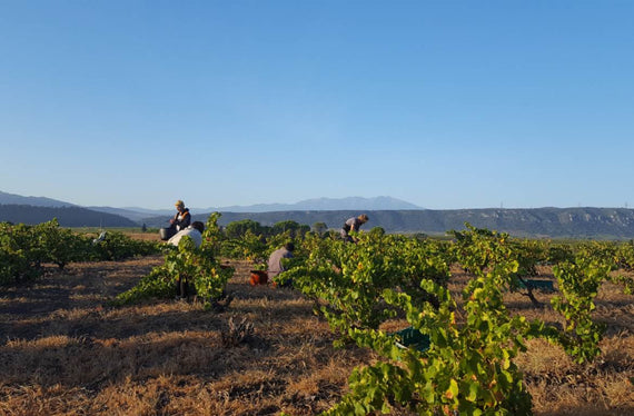 Domaine La Toupie