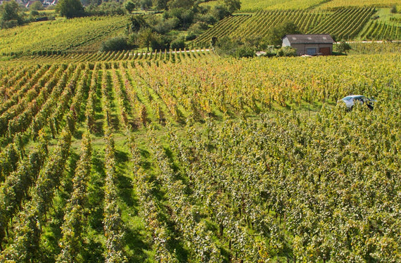 Domaine Neumeyer