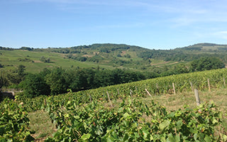 Domaine Nicolas Perrault
