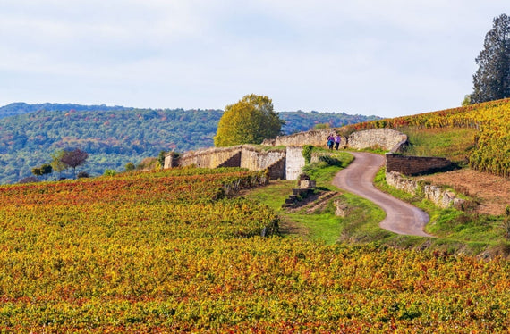 Domaine Trenet Pai & Filho