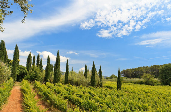 Domaine Valcolombe