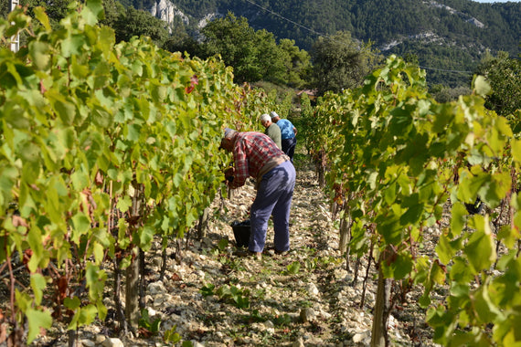 Domaine Via Caritatis