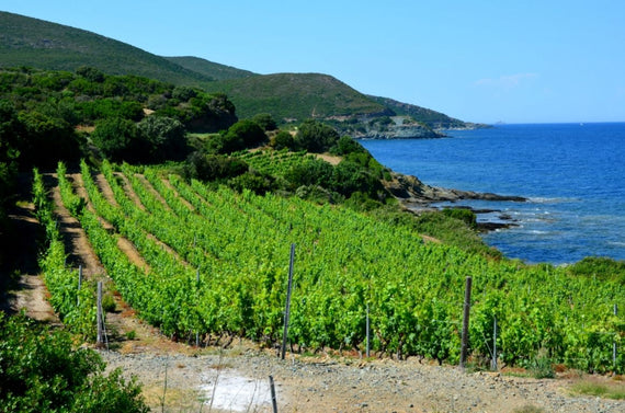 Ilha de Rosé
