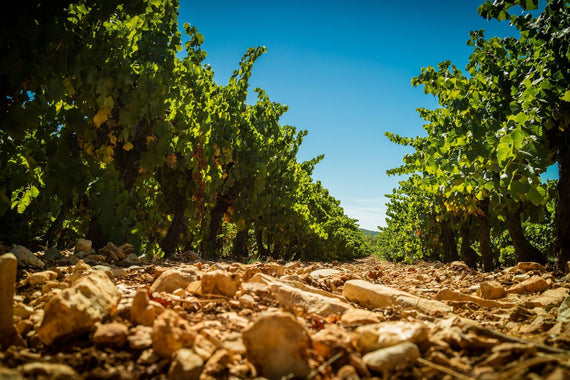 Os Vinicultores do Sommiérois