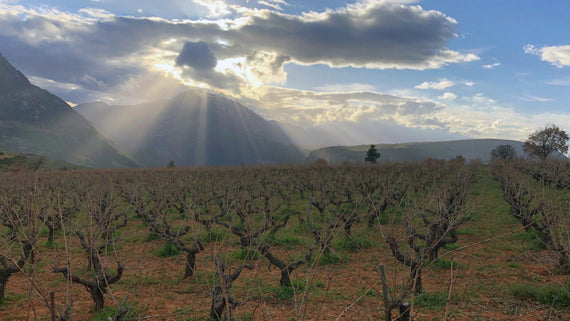 Vinhos Orgânicos Limnio